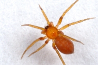 L'Oonops domestique. Une femelle (Araneae - Oonopidae - Oonops domesticus)